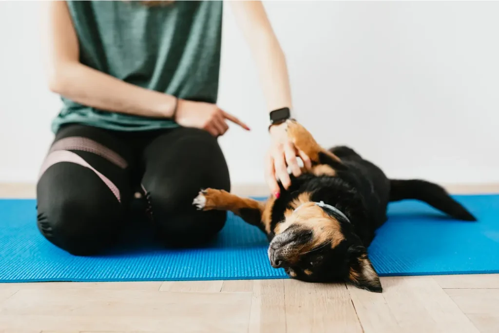 How Much Exercise Does Your Dog Really Need