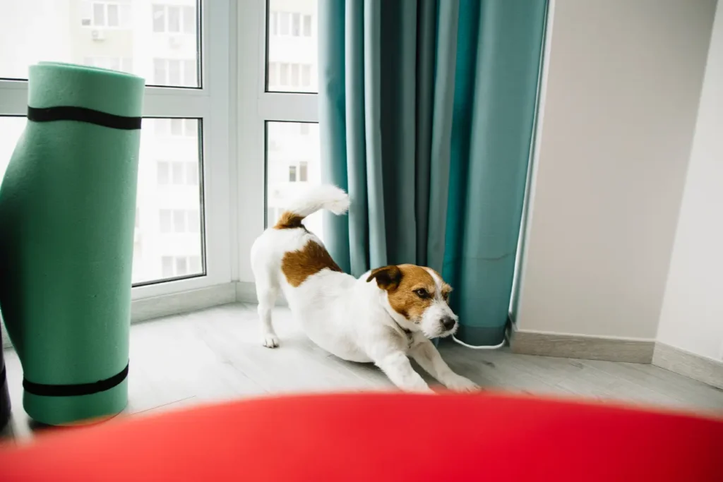 How to Manage Pets in Small Apartments 1 # How to Manage Pets in Small Apartments Limited square footage doesn't have to mean limited happiness for you or your pet. As more people embrace apartment living in cities around the world, the assumption that pets need sprawling homes and large yards to thrive is increasingly being challenged, and for good reason. With thoughtful planning, the right routines, and a bit of creativity, small apartments can offer pets a perfectly fulfilling life, sometimes even more enriched than a larger home with a neglected backyard. Successfully managing pets in a small apartment comes down to understanding your pet's specific needs and finding practical, space-efficient ways to meet them. This guide covers everything from space optimization and exercise strategies to noise management and choosing the right pet for compact living. ## Choosing the Right Pet for Apartment Life If you haven't yet brought a pet home, matching their needs to your living space from the outset makes a significant difference in long-term success. Consider: - **Size isn't everything.** A small, high-energy breed can actually be more challenging in an apartment than a larger, calmer one. Energy level and temperament often matter more than physical size. - **Cats generally adapt well** to apartment living, given their independent nature and lower space requirements for exercise. - **Low to moderate-energy dog breeds** tend to do better in compact spaces than working or herding breeds bred for constant activity. - **Small caged pets**, like hamsters, guinea pigs, or birds, can thrive in apartments with proper enclosure setup, regardless of overall unit size. If you already share your apartment with a pet whose energy level doesn't perfectly match your space, don't worry, most challenges can be managed successfully with the strategies covered throughout this guide. ## Making the Most of Limited Space ### Vertical Space Is Your Friend When floor space is limited, thinking vertically opens up considerable opportunity, particularly for cats. Wall-mounted shelves, cat trees, and window perches allow cats to climb, explore, and observe their environment without requiring additional floor space. This vertical dimension often satisfies a cat's natural instincts more effectively than floor space alone. ### Multi-Functional Furniture and Storage Consider furniture that serves double duty, ottomans with storage for pet supplies, under-bed storage for extra bedding or toys, or furniture specifically designed with built-in pet features, like a side table with a built-in pet bed underneath. ### Designate a Specific Pet Zone Even in a small apartment, setting aside a specific area for your pet's bed, toys, and supplies helps create a sense of structure and territory, both for your pet's comfort and for keeping your space organized. ### Rotate Toys to Maximize Novelty Rather than keeping every toy out at once, which can quickly clutter a small space, rotate a smaller selection regularly. This keeps your pet engaged with a sense of novelty while minimizing clutter in a compact living area. ## Meeting Exercise Needs in a Small Space ### Prioritize Daily Walks for Dogs For dogs, regular walks become even more essential in apartment settings, since there's limited opportunity for independent outdoor movement compared to a house with a yard. Aim for consistent daily walks that match your dog's specific breed and energy needs, supplemented by indoor play when needed. ### Use Nearby Parks and Green Spaces Research nearby parks, walking trails, or dog-friendly green spaces when choosing or settling into an apartment. Regular access to these areas can significantly offset the limitations of a small living space, providing dogs with the room to run and explore that their apartment alone can't offer. ### Incorporate Indoor Exercise Games On days when outdoor time is limited, whether due to weather, scheduling, or health reasons, indoor games like hide and seek, tug of war, or hallway fetch can help meet your pet's exercise needs within the apartment itself. ### Consider Professional Dog Walking Services For owners with demanding schedules, a midday dog walker can provide essential additional exercise and bathroom breaks, particularly valuable in apartment settings where dogs don't have independent yard access throughout the day. ### Cat-Specific Exercise Strategies For cats, interactive play sessions using wand toys or laser pointers, combined with vertical climbing opportunities, often provide sufficient exercise within even a modestly sized apartment, since cats naturally require less overall exercise volume than most dogs. ## Managing Noise for Apartment Harmony ### Address Barking Early Excessive barking is one of the most common sources of tension between apartment-dwelling pet owners and their neighbors. Early training to manage triggers, doorbells, hallway noise, other pets, helps prevent ongoing conflict and stress for everyone involved. ### Use White Noise to Mask External Sounds A white noise machine or fan can help minimize your pet's reaction to hallway noise, neighboring apartments, or street sounds that might otherwise trigger barking or anxious behavior. ### Provide Adequate Mental and Physical Stimulation Often, excessive barking or meowing stems from boredom or pent-up energy. Ensuring your pet receives adequate exercise and mental engagement significantly reduces noise-related behavioral issues in shared living environments. ### Consider Anti-Bark Training Tools Thoughtfully If barking remains a persistent issue despite training and enrichment efforts, consulting a professional trainer for tailored behavioral strategies is generally more effective and humane than relying solely on anti-bark devices. ## Litter Box and Bathroom Solutions ### Optimize Litter Box Placement In small apartments, finding a discreet but accessible spot for a litter box, a bathroom corner, closet, or dedicated furniture piece designed to conceal litter boxes, helps balance your cat's needs with your space constraints. ### Consider Multiple Small Litter Boxes Rather than one large box, some apartment-dwelling cat owners find success with two smaller boxes placed in different areas, offering choice and reducing potential territorial stress in multi-cat households. ### Establish Consistent Bathroom Routines for Dogs Without yard access, apartment dogs rely entirely on scheduled walks or designated indoor solutions (like puppy pads for very small breeds or dogs in training) for bathroom needs. Consistency in timing significantly reduces accidents and stress for both pet and owner. ## Building a Predictable Routine ### Consistency Matters More in Smaller Spaces In a compact living environment, pets often become more attuned to household routines simply due to proximity and shared space. Maintaining consistent feeding times, walk schedules, and play sessions helps your pet feel secure and reduces anxiety-driven behaviors that can be more noticeable in close quarters. ### Create Quiet Time and Space Just as pets need active engagement, they also need a reliable space to retreat and rest, particularly important in smaller apartments where activity and noise are often more concentrated. A crate, a specific bed location, or a quiet corner gives your pet a consistent place to decompress. ## Managing Multi-Pet Households in Small Spaces ### Provide Separate Resources In multi-pet apartments, ensure each animal has access to their own food, water, and resting areas, even if space is limited, to reduce potential resource-guarding tension. ### Use Baby Gates or Room Dividers Simple physical barriers can help manage interactions between pets, particularly during introductions or when one pet needs separated space, without requiring an entirely separate room. ### Stagger Feeding and Play Times if Needed For pets who don't get along perfectly, staggering feeding times or play sessions can reduce tension while still meeting each animal's individual needs within a shared, compact space. ## Building Relationships With Neighbors and Management ### Understand and Follow Building Pet Policies Familiarize yourself with any breed restrictions, leash requirements in common areas, or pet registration processes required by your building or apartment complex, helping you stay compliant and avoid potential conflicts. ### Be Proactive About Shared Spaces Cleaning up after your pet promptly in shared areas, managing noise thoughtfully, and being generally considerate of neighbors who may not share your enthusiasm for animals all contribute to smoother, more harmonious apartment living. ### Address Concerns Directly and Respectfully If a neighbor raises a concern about noise, allergies, or other pet-related issues, addressing it directly and constructively often resolves tension more effectively than avoidance, helping maintain positive relationships within your building community. ## Grooming and Cleanliness in Compact Spaces ### Manage Shedding Proactively Regular brushing, appropriate for your pet's coat type, helps reduce loose fur accumulation, which can feel more noticeable and harder to manage in a smaller living space compared to a larger home. ### Invest in Efficient Cleaning Tools A good vacuum designed for pet hair, along with lint rollers and enzymatic cleaners for accidents, helps maintain a clean, comfortable apartment despite the compact footprint. ### Establish a Regular Cleaning Routine Consistent cleaning of pet bedding, litter boxes, and general living areas becomes especially important in smaller spaces, where odors and mess can become noticeable more quickly than in larger homes with more airflow and separation between rooms. ## Mental Enrichment in Limited Space Beyond physical exercise, mental stimulation remains essential, and often easier to provide in small spaces than owners initially expect. Puzzle feeders, training sessions, scent games, and rotating toy selections all offer meaningful engagement without requiring significant physical space, making them particularly valuable tools for apartment-dwelling pets. ## Thriving, Not Just Surviving, in Small Spaces Managing pets successfully in a small apartment comes down to intentional planning, consistent routines, and creative use of available space, rather than sheer square footage alone. From vertical enrichment for cats to structured exercise routines for dogs, and thoughtful noise and cleanliness management for the benefit of both your pet and your neighbors, small apartments can absolutely support happy, healthy, well-adjusted pets. With the right approach, compact living becomes less of a limitation and more simply a different, equally rewarding way for you and your pet to share a home together.