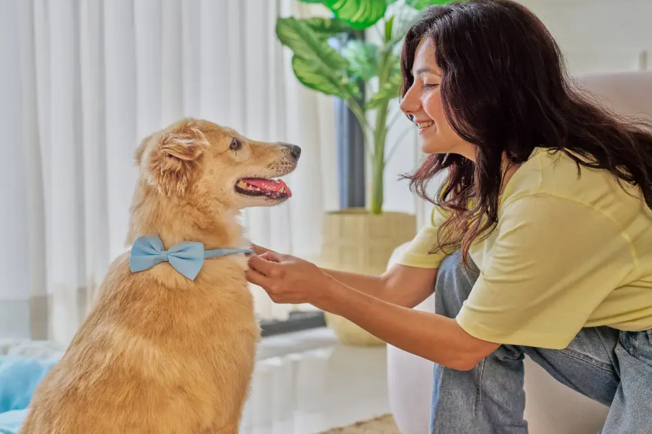 Responsibilities of Pet Ownership in India