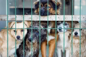 How to Support Animal Shelters