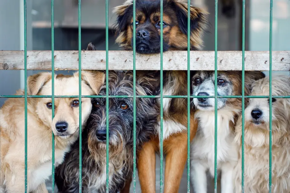 How to Support Animal Shelters
